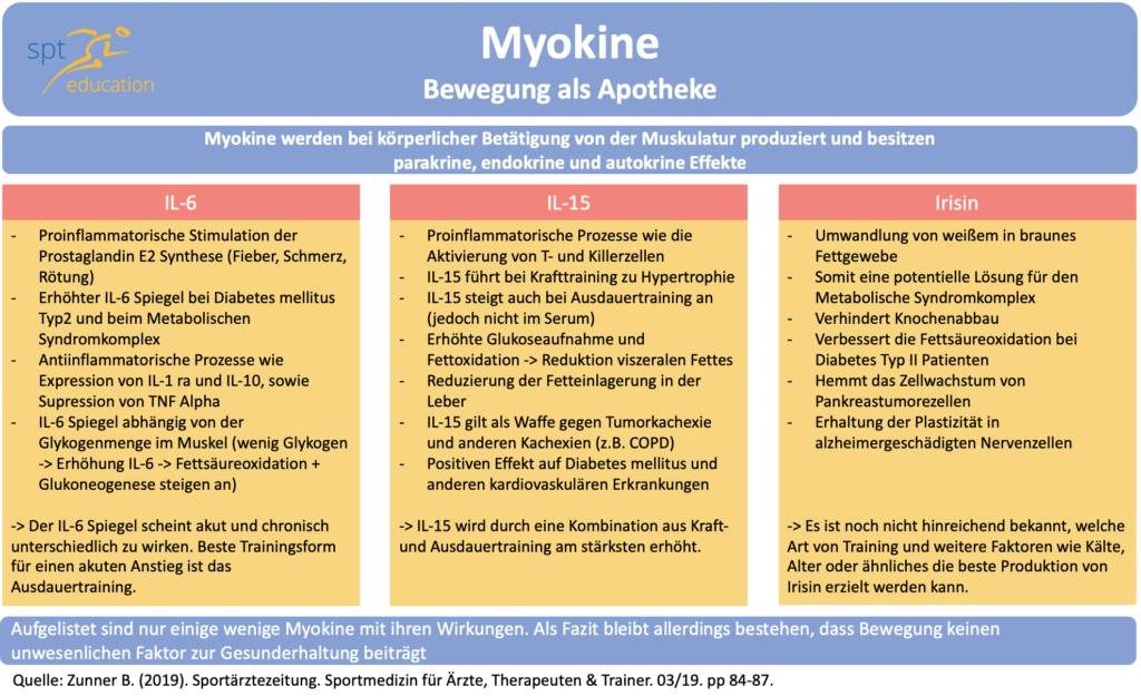 2019.09.06 Myokine