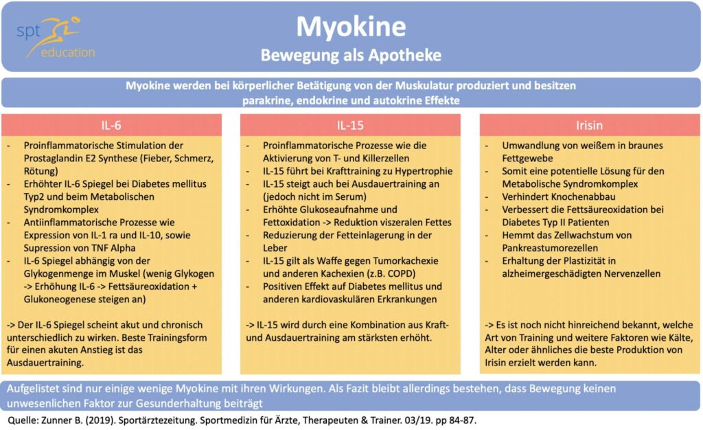 Research Myokine Zytokine Studie Techsheet spt-education IL-6 IL-15 Irisin Interleukin